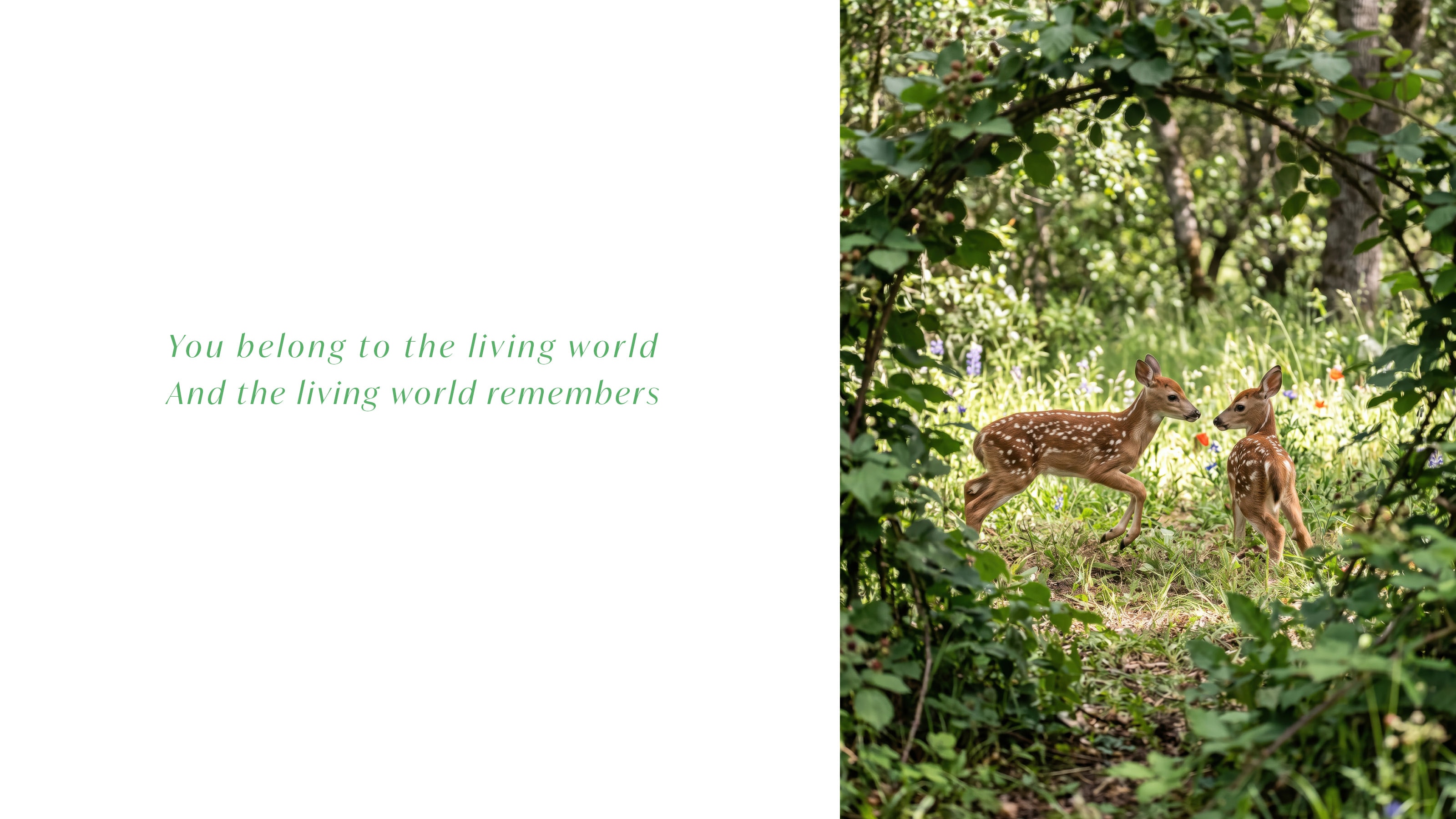 03 — Belonging: Fawns