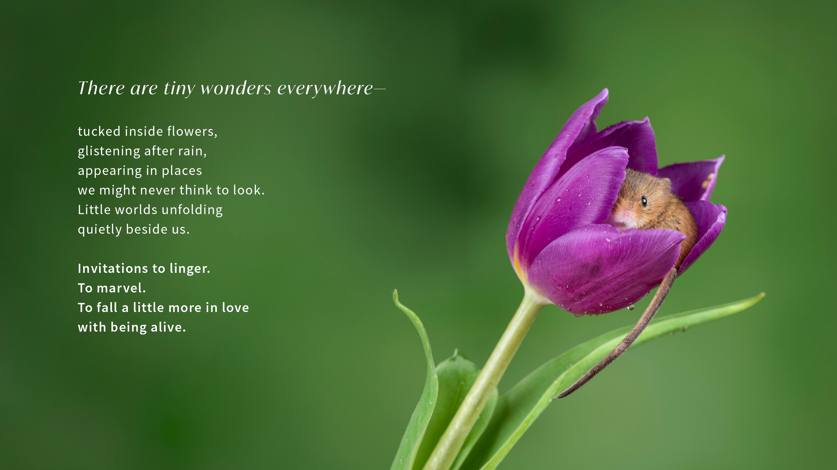 21 — Tiny Wonders