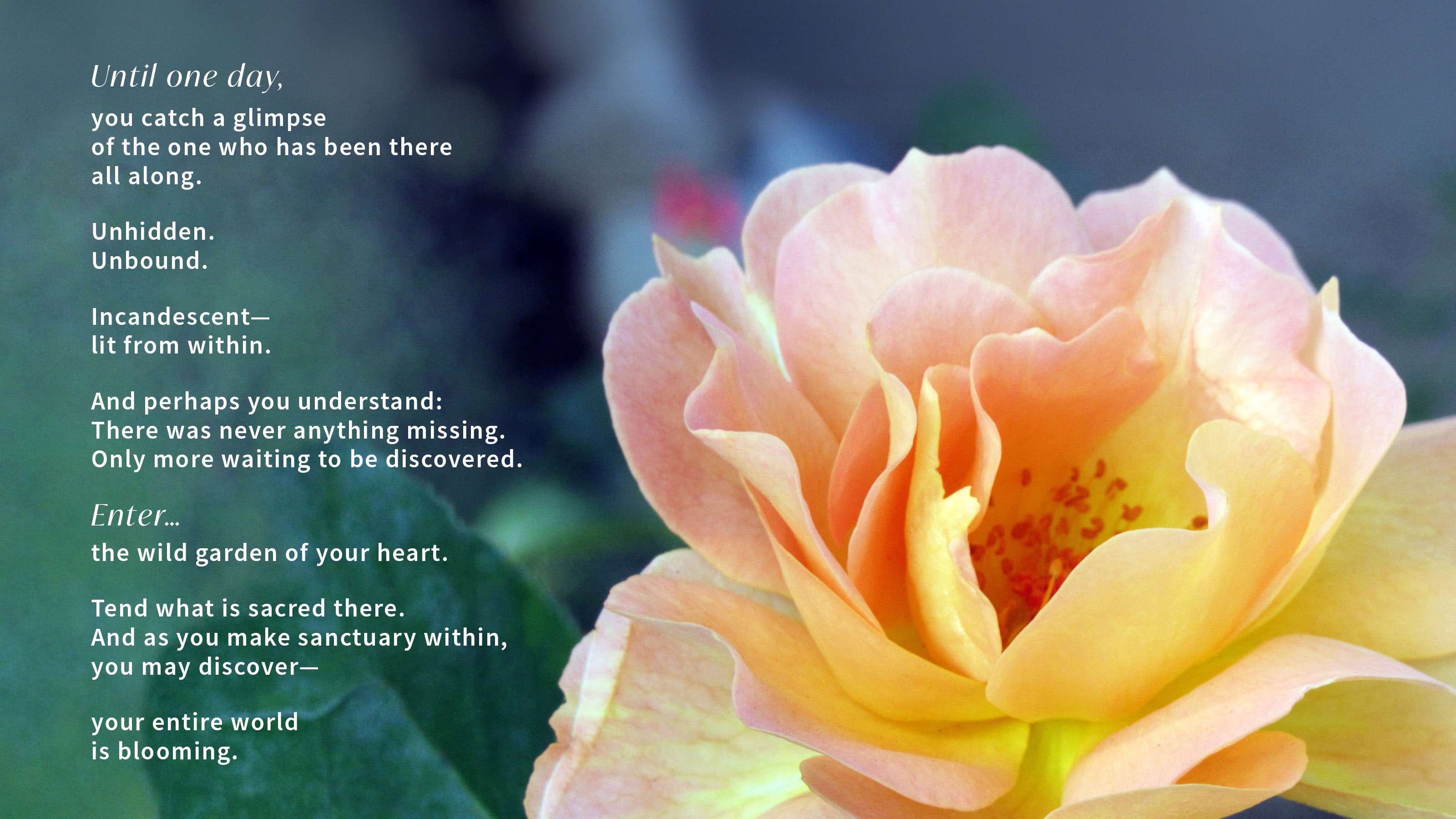 25 — Inner Sanctuary: Bloom