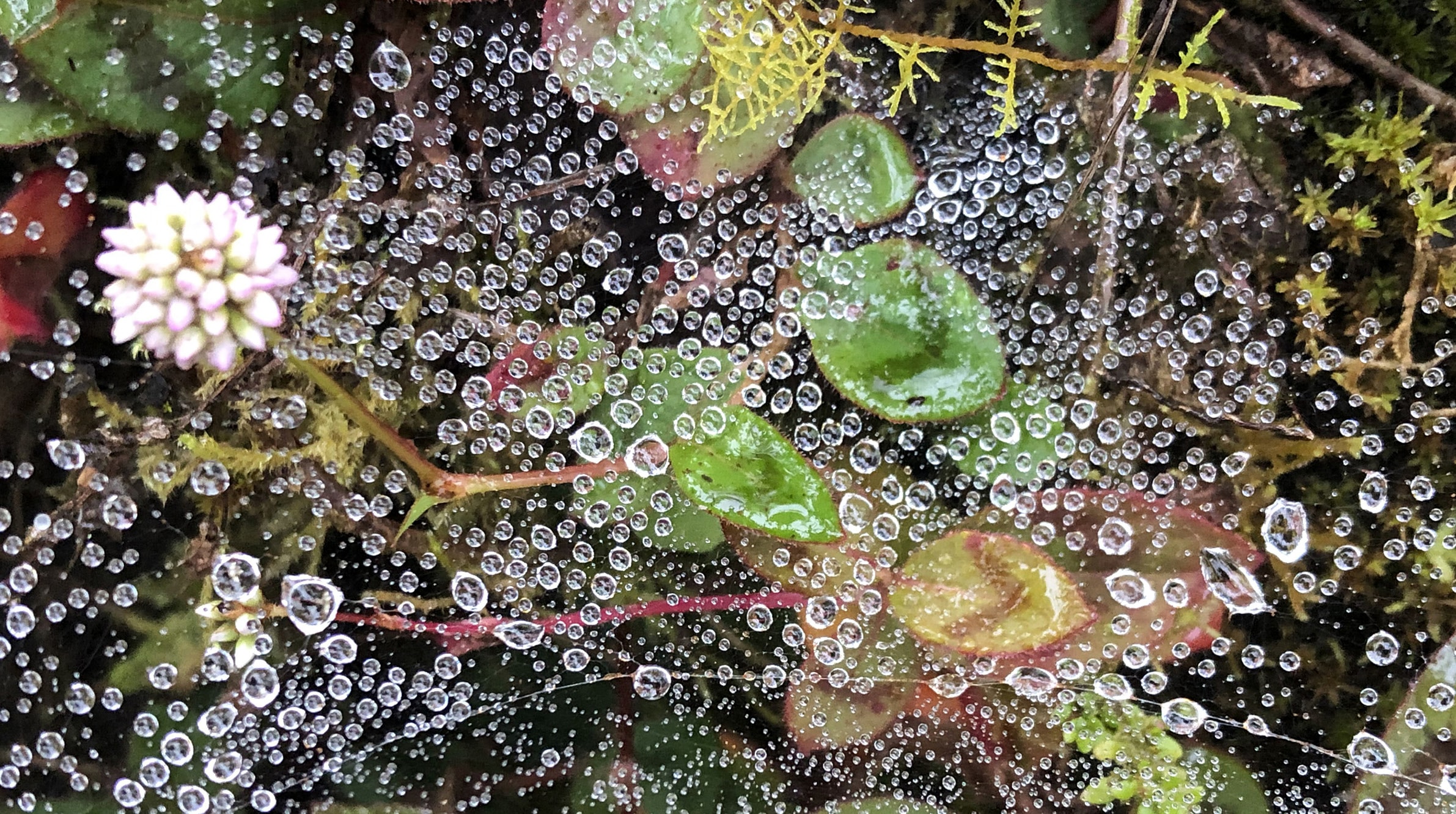 Spider's web with dewdrops over moss and flowers