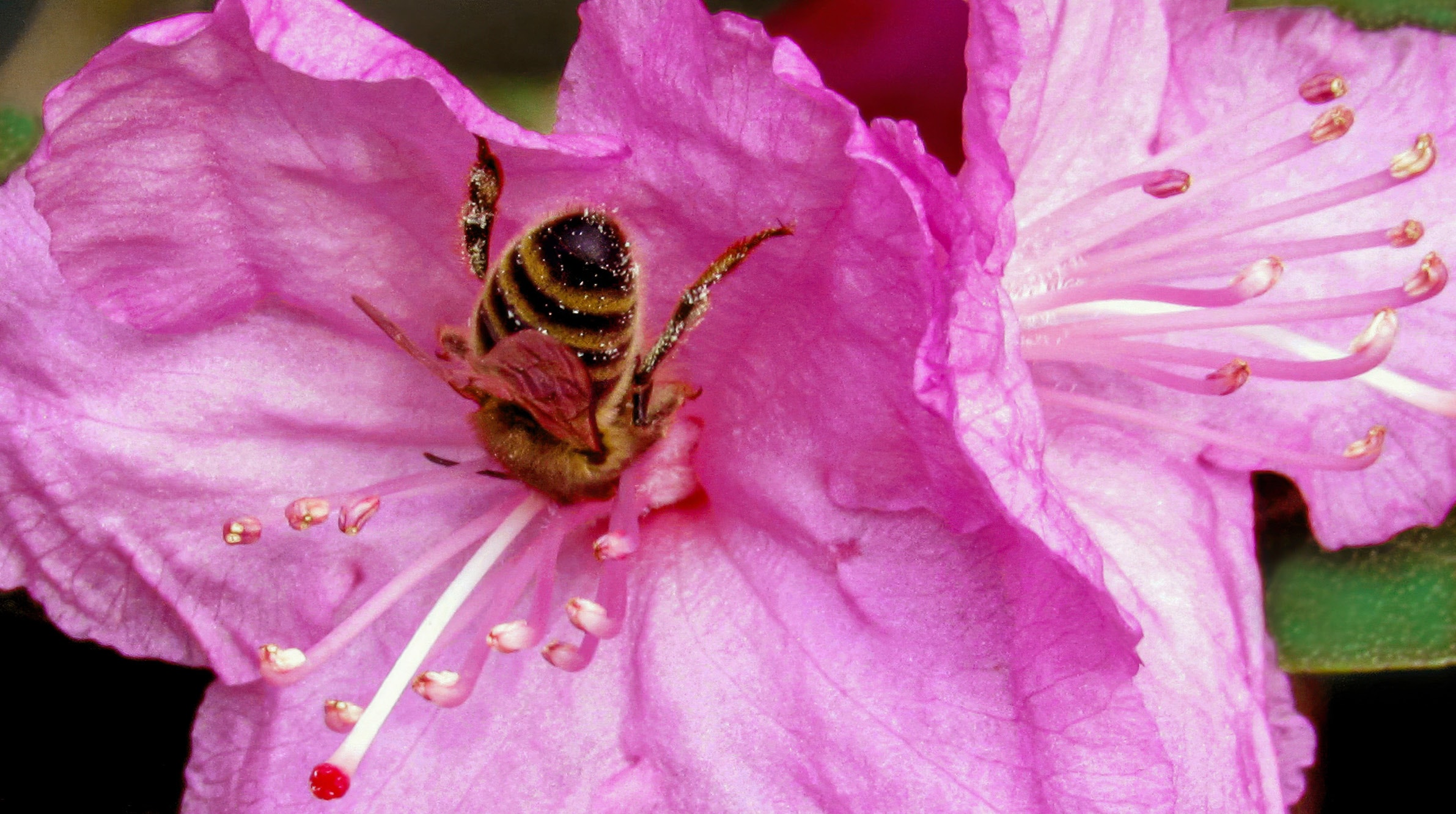 Bee in ecstasy on a pink flower
