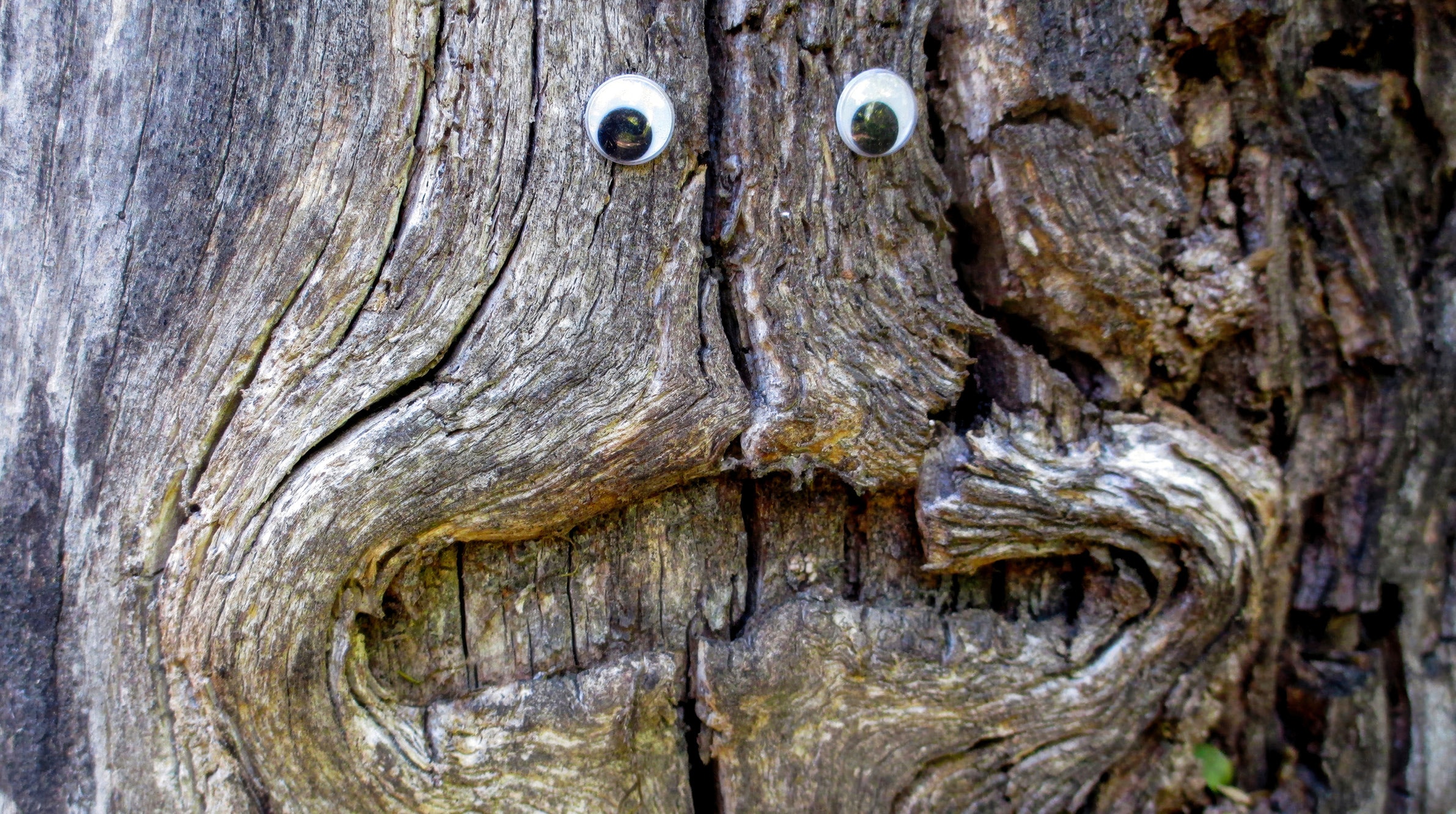 Googly eyes on weathered tree bark