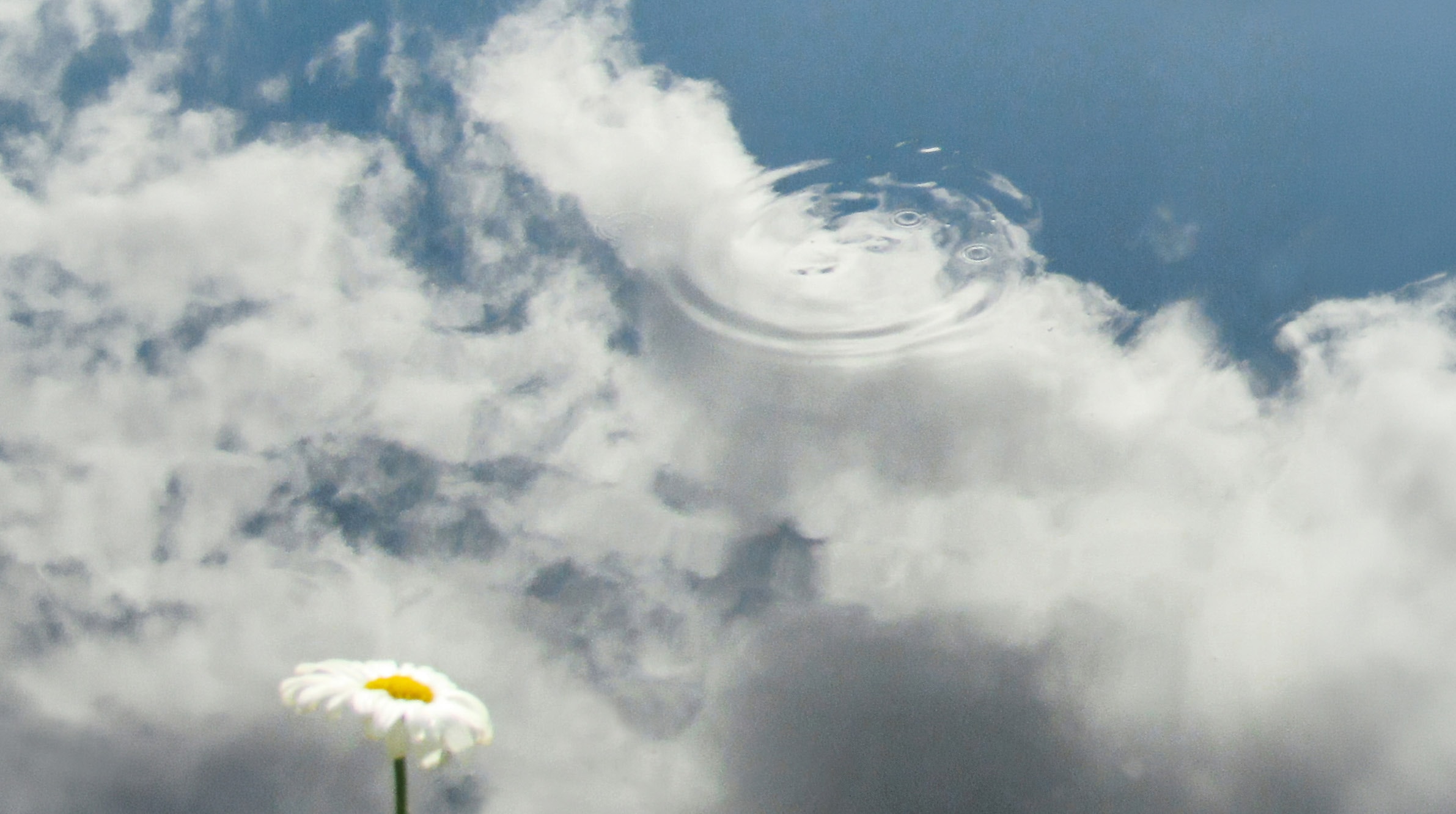 Moon face — daisy floating above clouds and sky