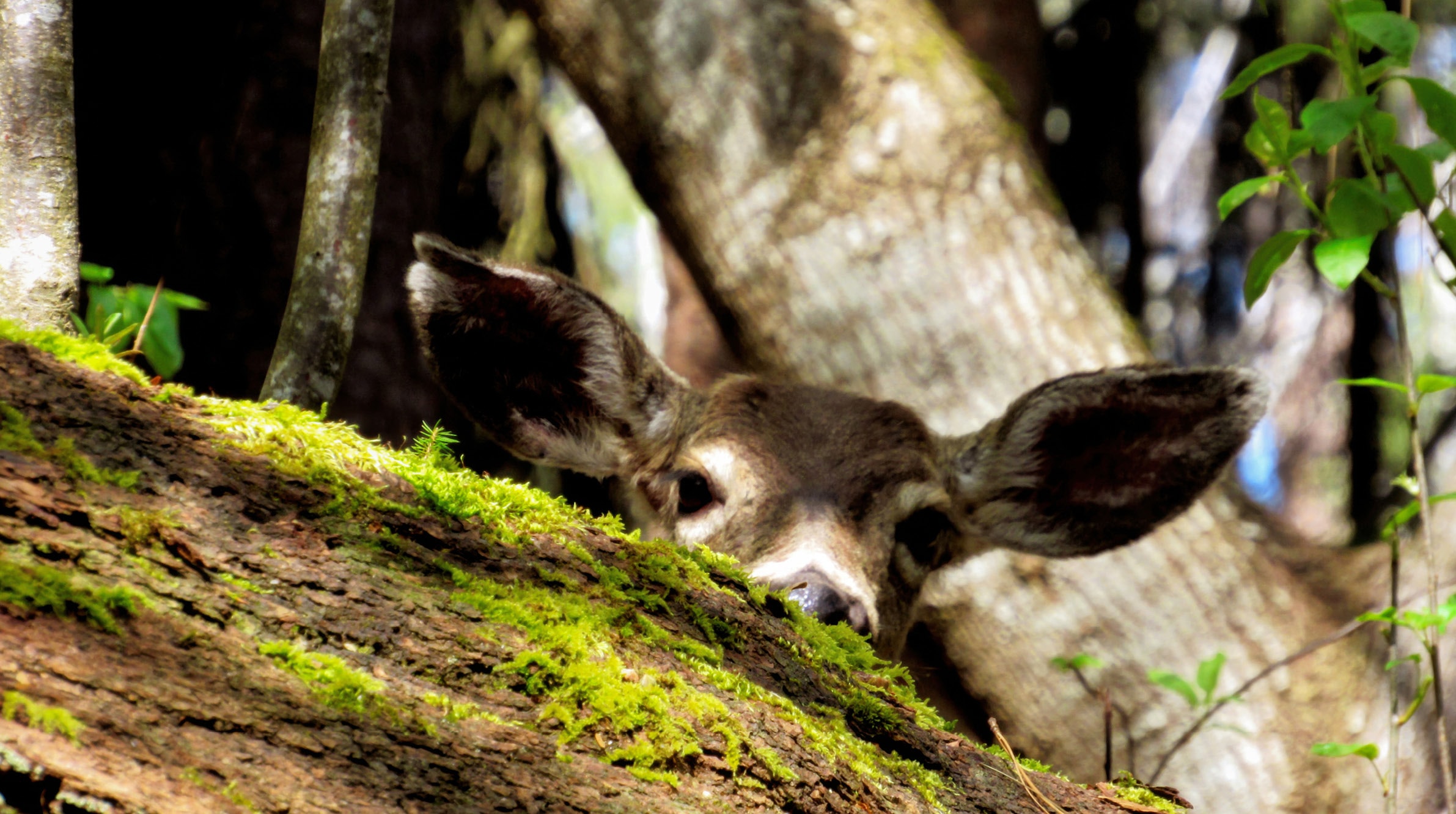 Peeking deer behind a mossy forest log